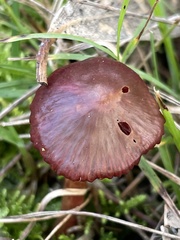 Tubaria rufofulva