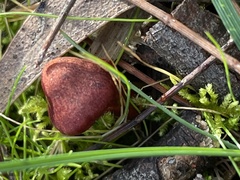 Tubaria rufofulva
