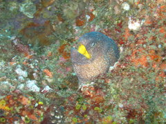 Gymnothorax nudivomer