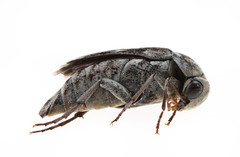 Yakuhananomia bidentata