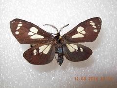 Gnophaela latipennis