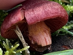 Tubaria rufofulva
