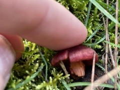 Tubaria rufofulva