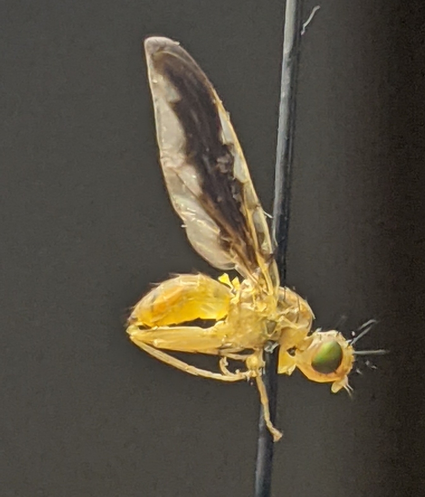 Strauzia rugosa