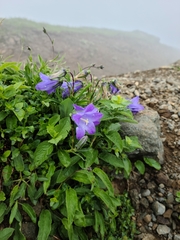 Campanula saxifraga