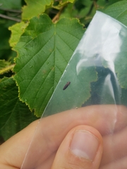 Agrilus corylicola