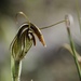 Pterostylis angusta - Photo (c) Dustyn and Catherine, some rights reserved (CC BY-NC), uploaded by Dustyn and Catherine