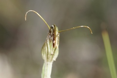 Pterostylis angusta