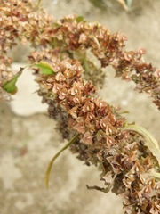 Rumex japonicus