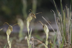 Pterostylis angusta