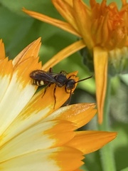 Nomada flavoguttata