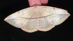 Hypopyra vespertilio