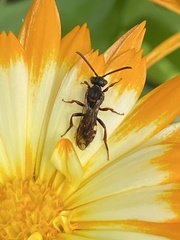 Nomada flavoguttata