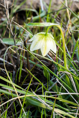 Fritillaria liliacea