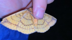 Hypopyra vespertilio