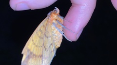 Hypopyra vespertilio