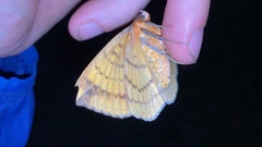 Hypopyra vespertilio