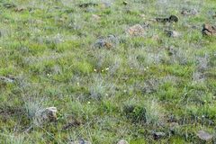 Fritillaria liliacea