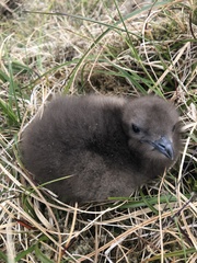 Stercorarius parasiticus