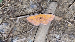 Scardamia aurantiacaria