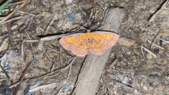 Scardamia aurantiacaria
