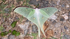 Actias gnoma