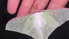 Actias gnoma
