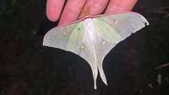 Actias gnoma