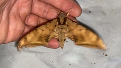 Ambulyx sericeipennis