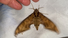 Ambulyx sericeipennis