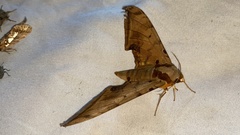 Ambulyx sericeipennis