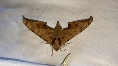 Ambulyx sericeipennis