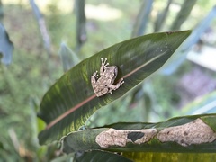 Osteopilus septentrionalis