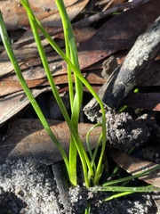 Burchardia umbellata