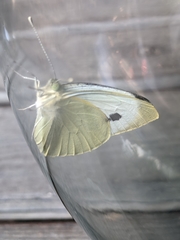 Pieris brassicae