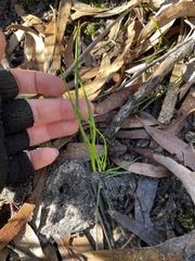 Burchardia umbellata