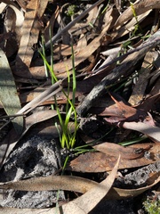 Burchardia umbellata