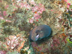 Gymnothorax breedeni