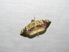 Pantographa