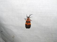 Correbidia terminalis