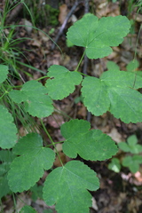 Laserpitium gaudinii