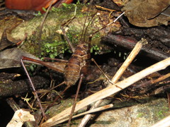 Amphiacusta caraibea