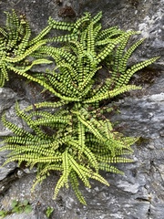 Asplenium trichomanes