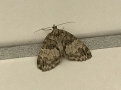 Hydriomena impluviata