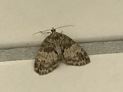 Hydriomena impluviata