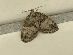 Hydriomena impluviata