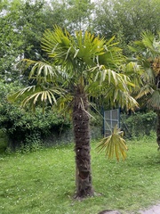 Trachycarpus