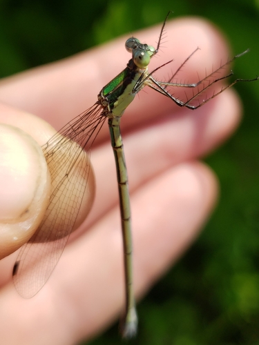 Elegant Spreadwing photo 5