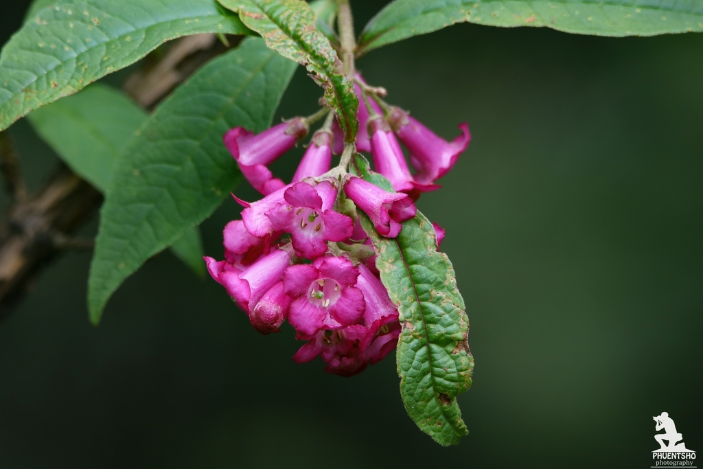 Buddleja colvilei