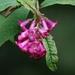 Buddleja colvilei - Photo (c) Phuentsho, some rights reserved (CC BY-NC), uploaded by Phuentsho